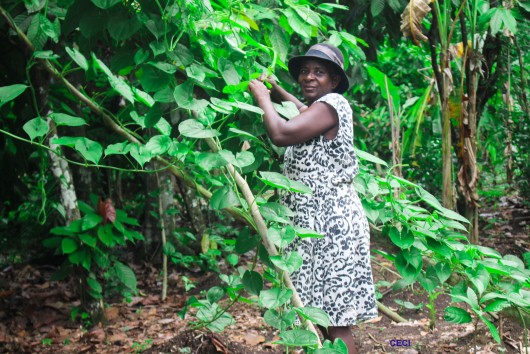 AVETI :  Adaptation climatique et valorisation économique des filières du cacao et de l’igname