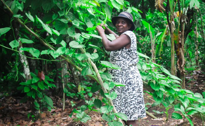 Adaptation climatique et valorisation économique des filières agricoles en Haïti (AVETI)